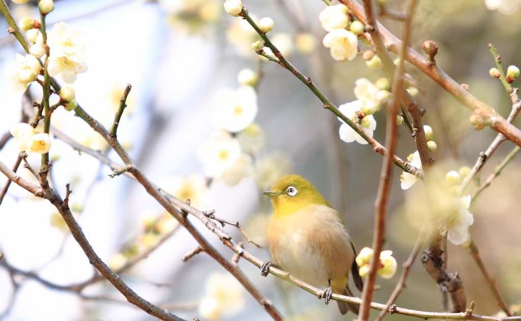お花見気分♪