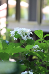 窓辺の紫陽花