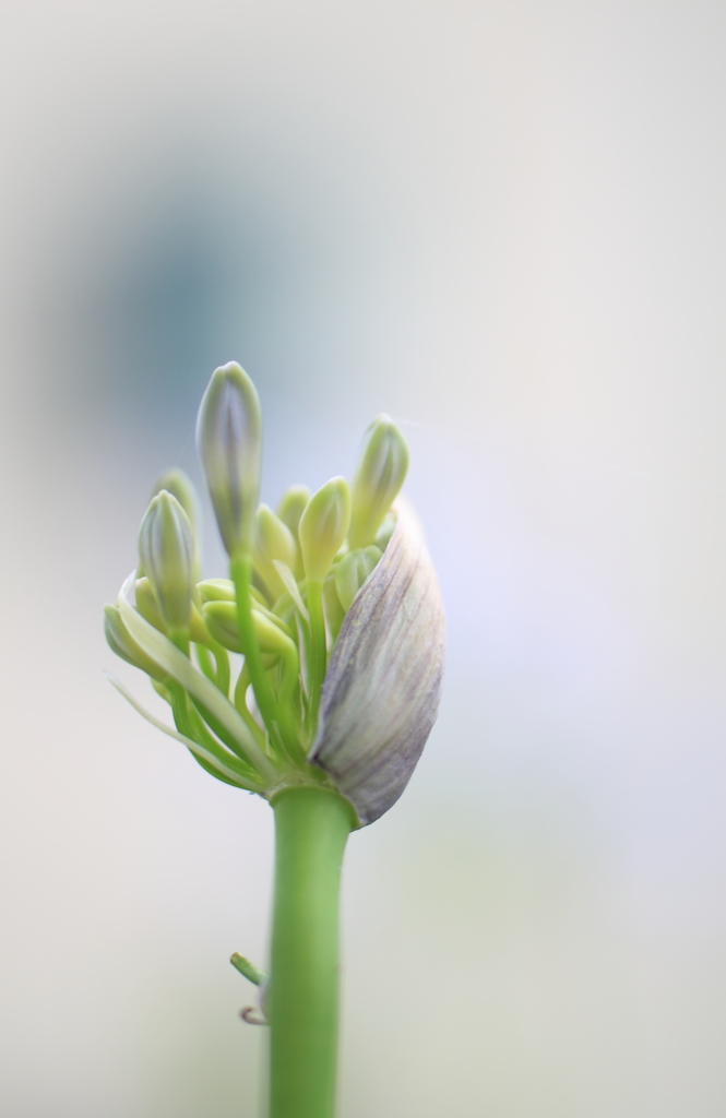 希望の蕾