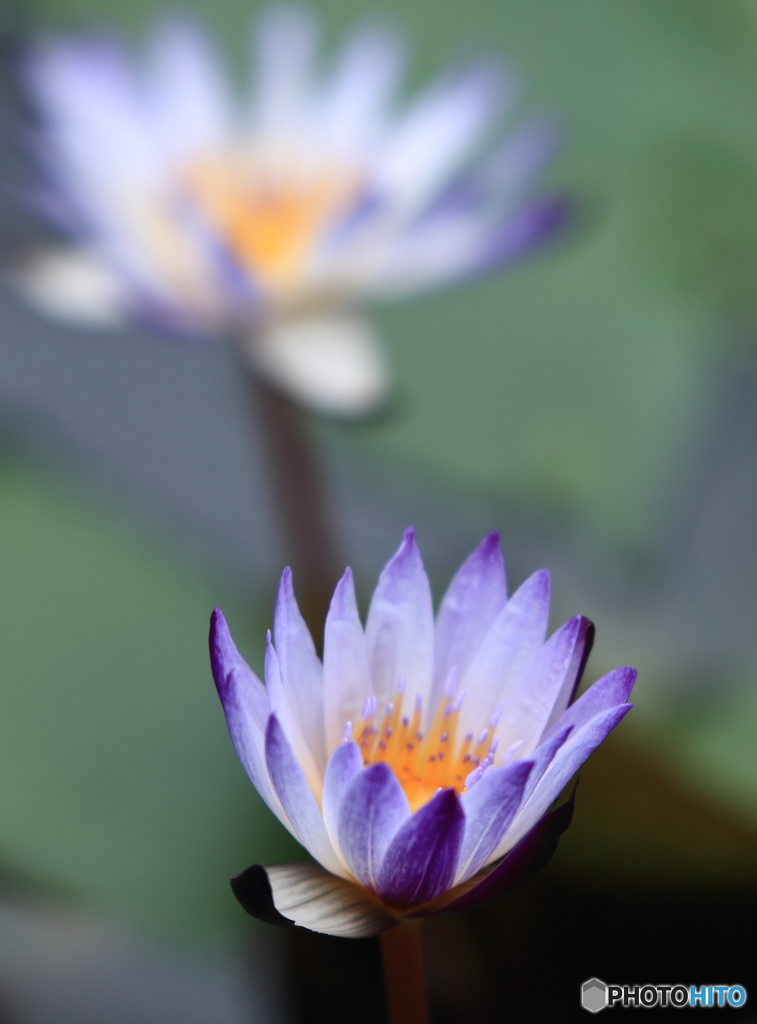 睡蓮