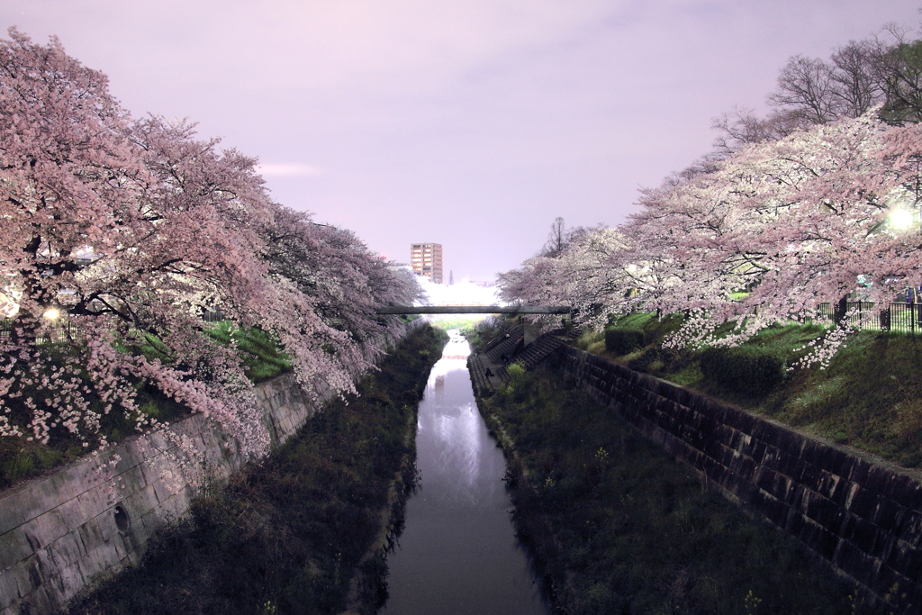 桜夜
