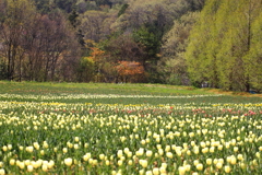 咲き始めの花畑で