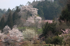 里山の春