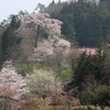 里山の春