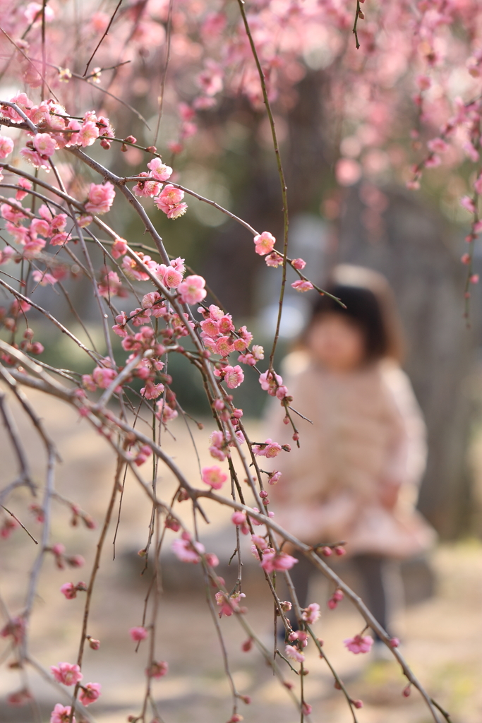 花と少女