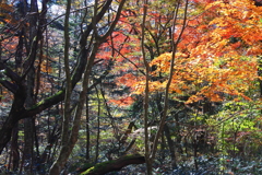 秋の林
