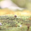 きのこの山