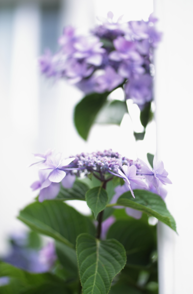 窓辺の紫陽花
