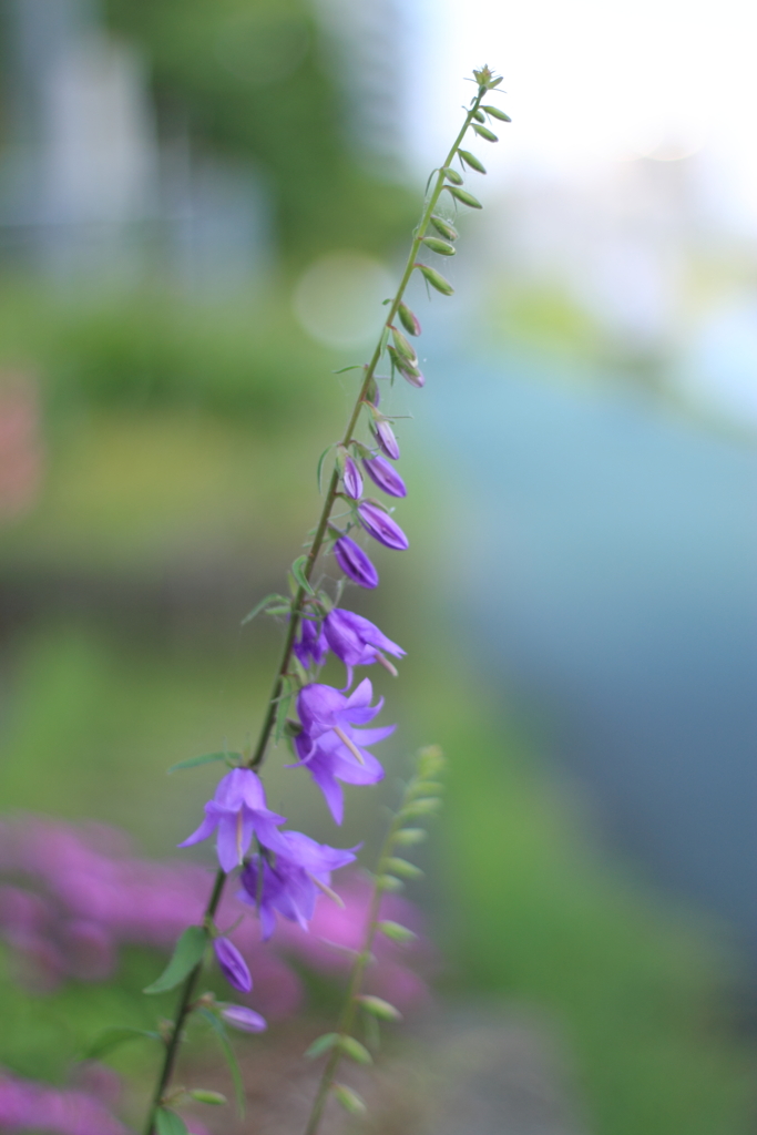 小さなお花