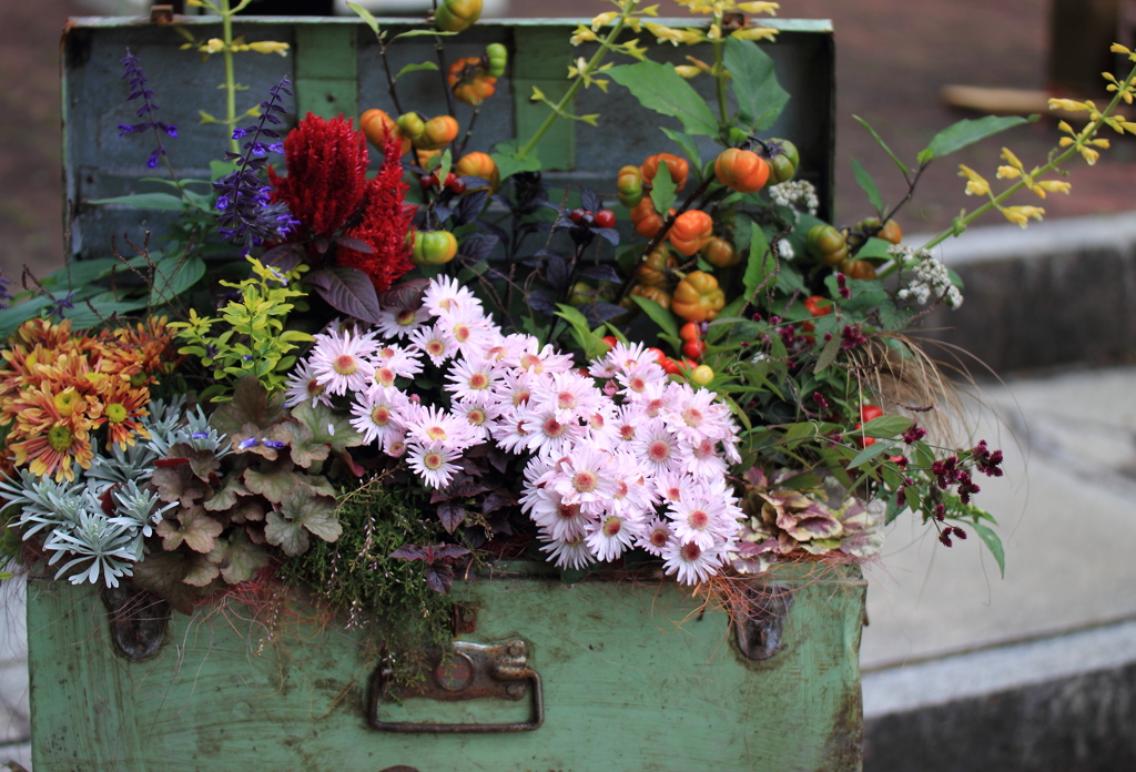 秋のお花の玉手箱