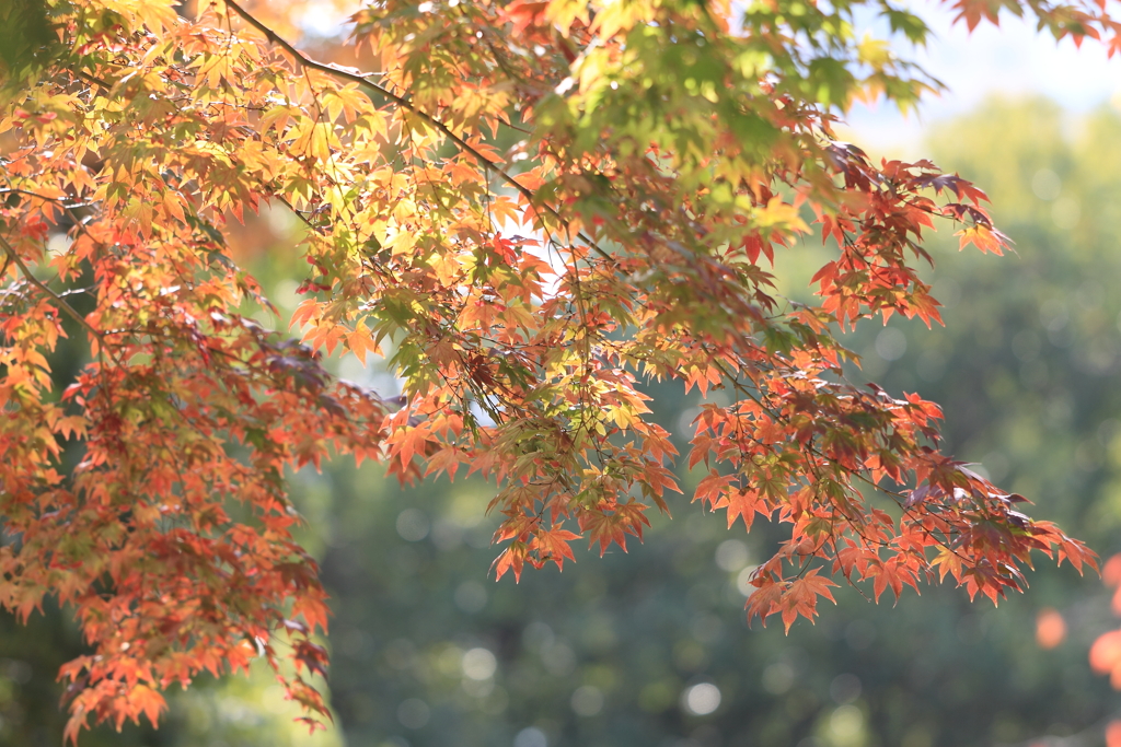 紅葉日和