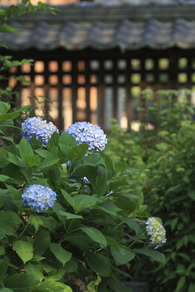 瓦屋根と紫陽花
