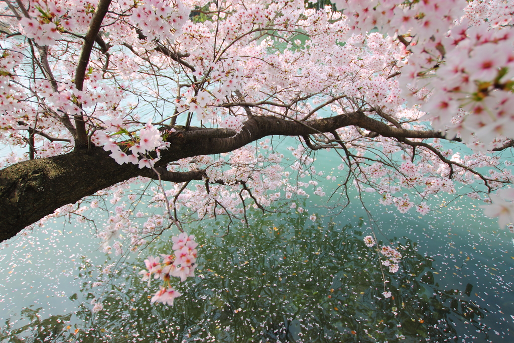 が 散る 桜