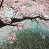 桜　散るとき