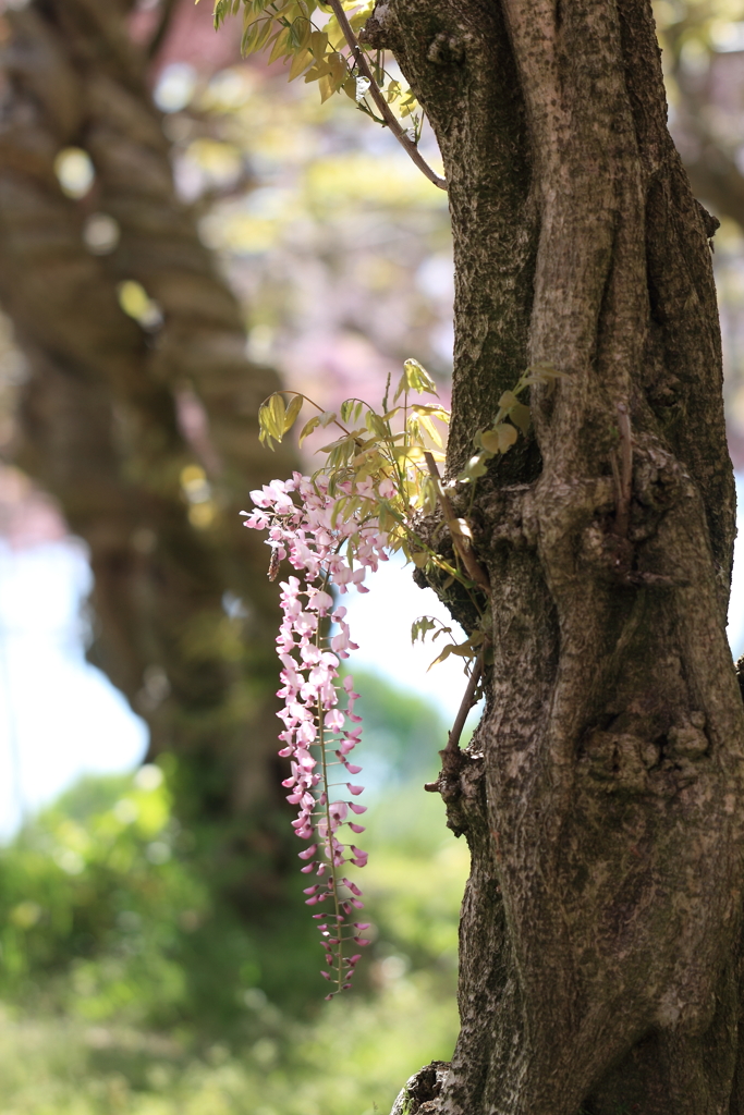 花かんざし