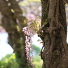 花かんざし