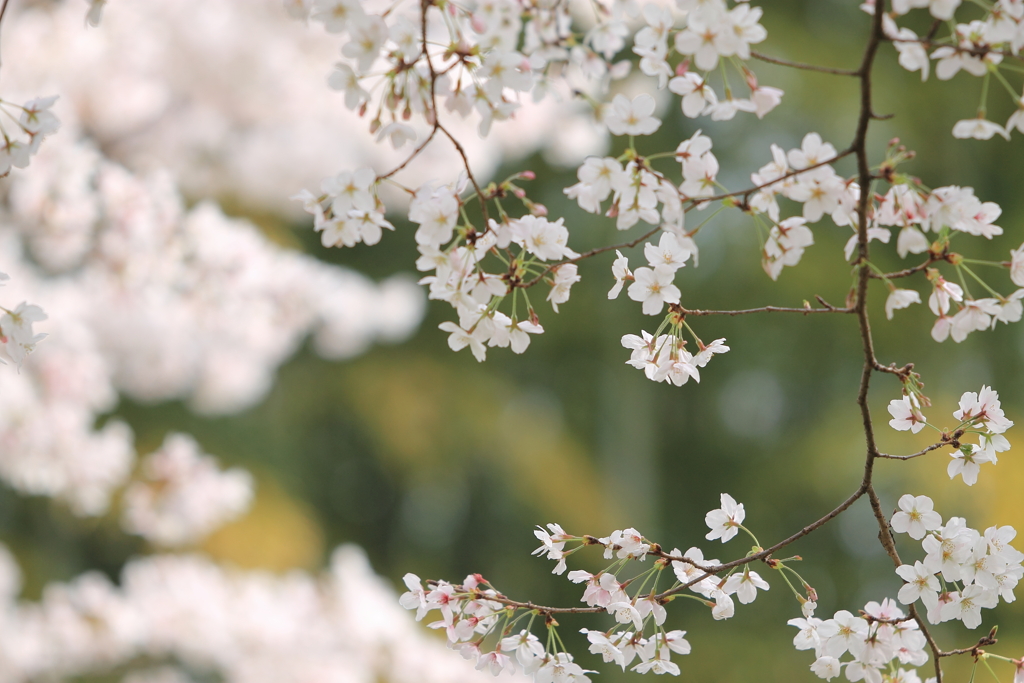 桜の季節を振り返って♪