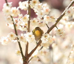 春の知らせ