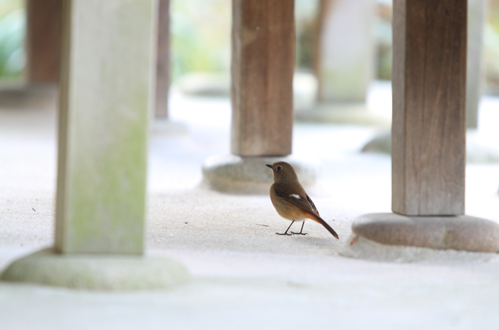 おじゃまします♪