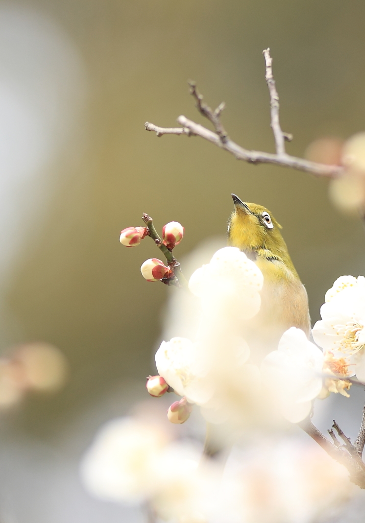 春の挑戦