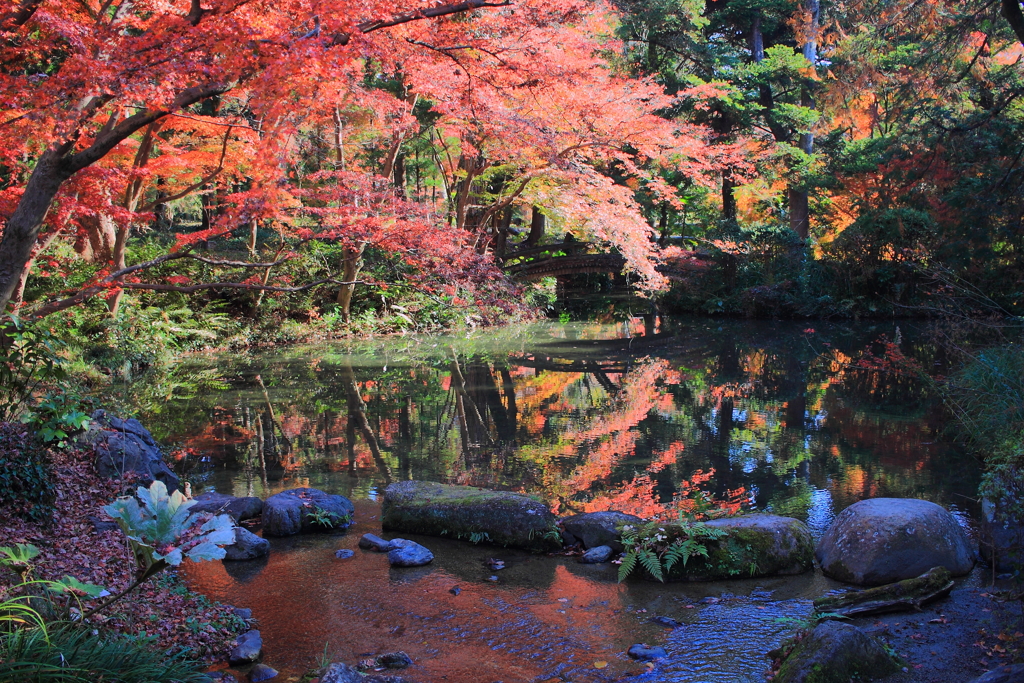 紅葉の彩