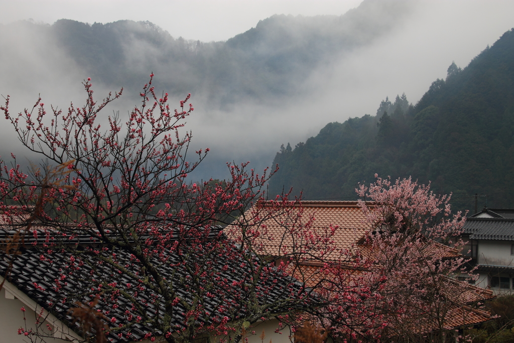 山里の春