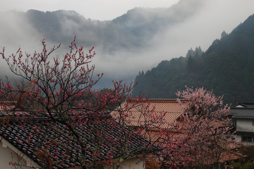 山里の春