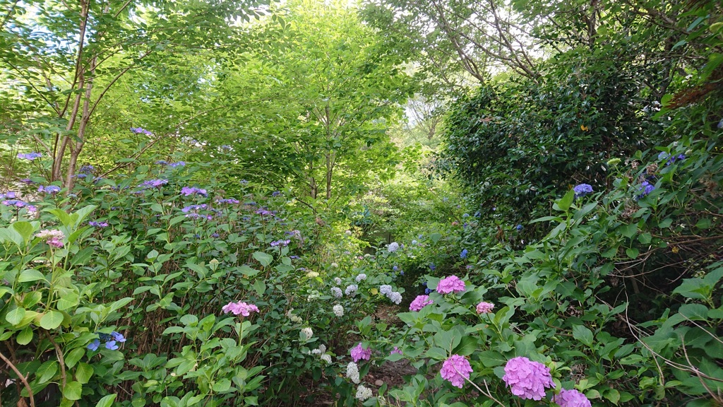 紫陽花の山道