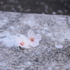 雨上がりの朝に