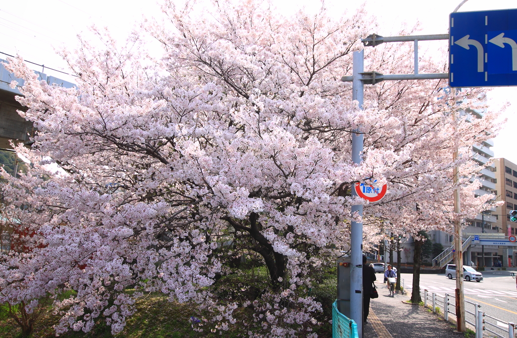 今年も春がきた