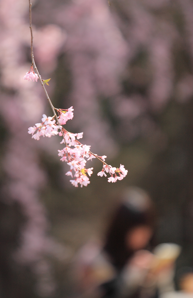 桜の木の下で