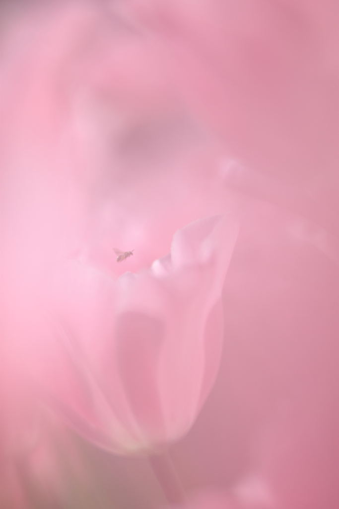 夢の中へ