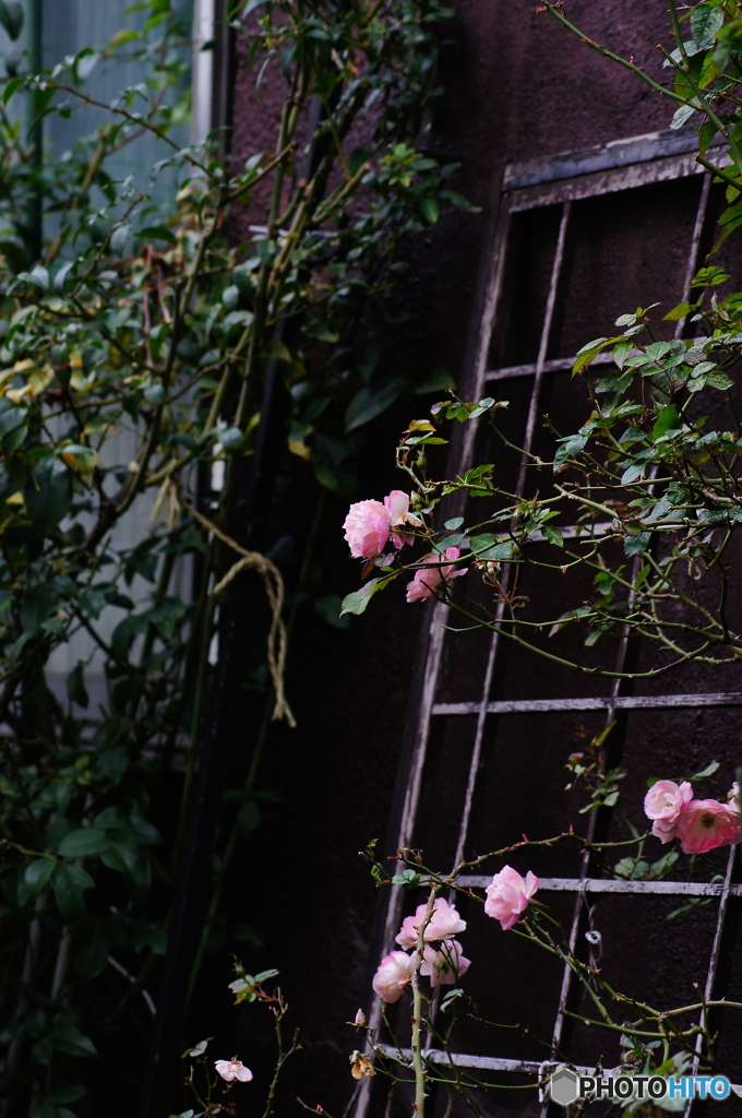 冬薔薇