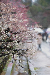 雨の北野天満宮