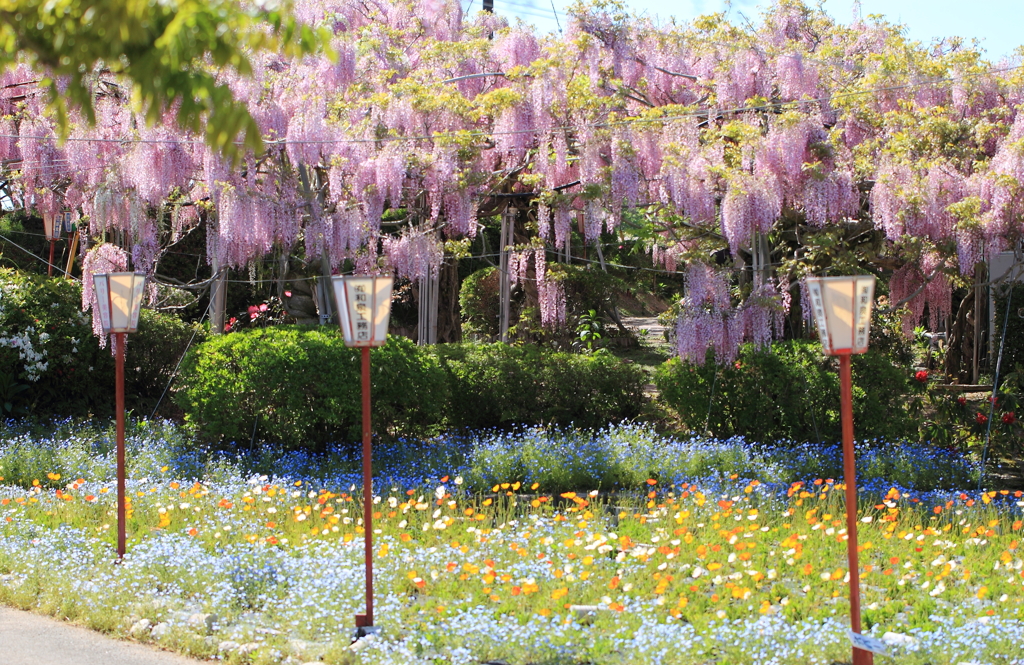 世羅ふじ園