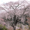 湯の山しだれ桜