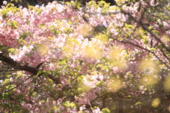 桜咲く頃