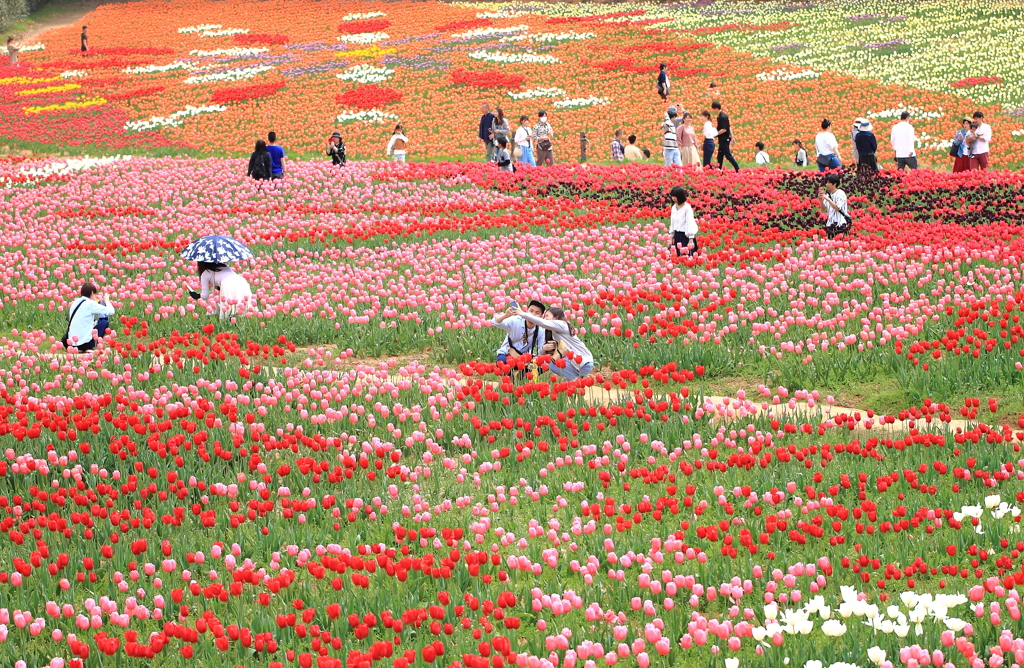 花の絨毯 By らむりん Id 写真共有サイト Photohito