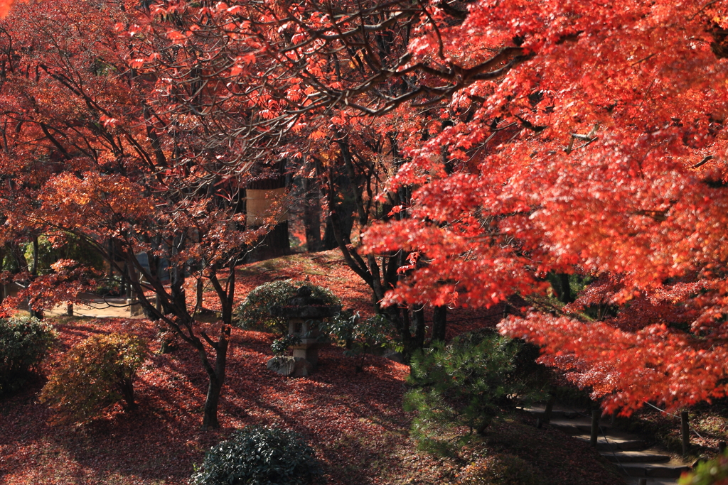 紅葉の小径