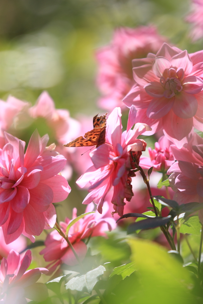 この花とまれ♪