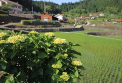 田植えの頃