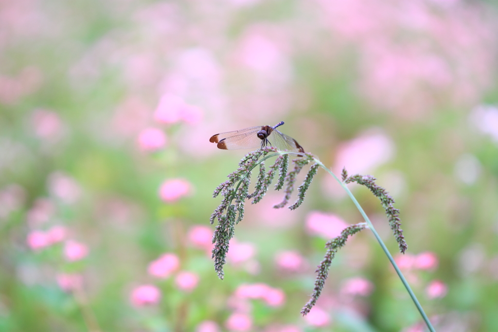 赤蕎麦畑のお客様