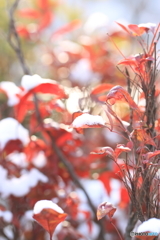 雪の朝