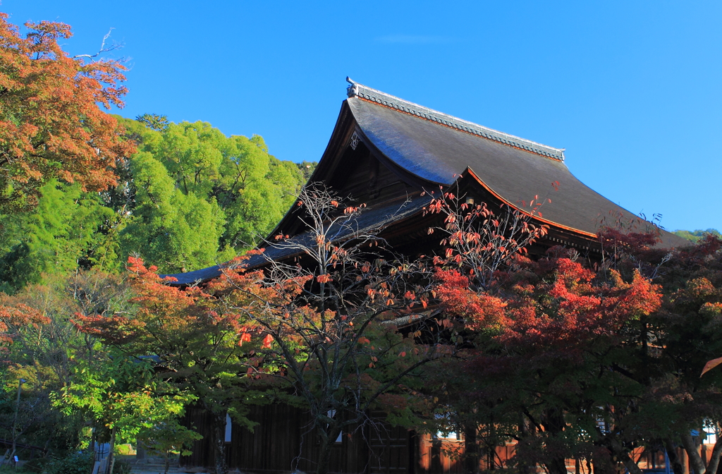 紅葉を訪ねて