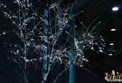 寒夜の桜