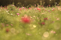 午後の秋桜