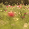 午後の秋桜