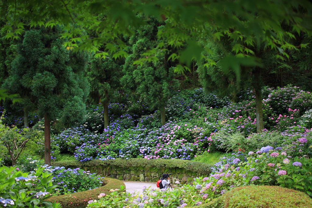 100万本の紫陽花