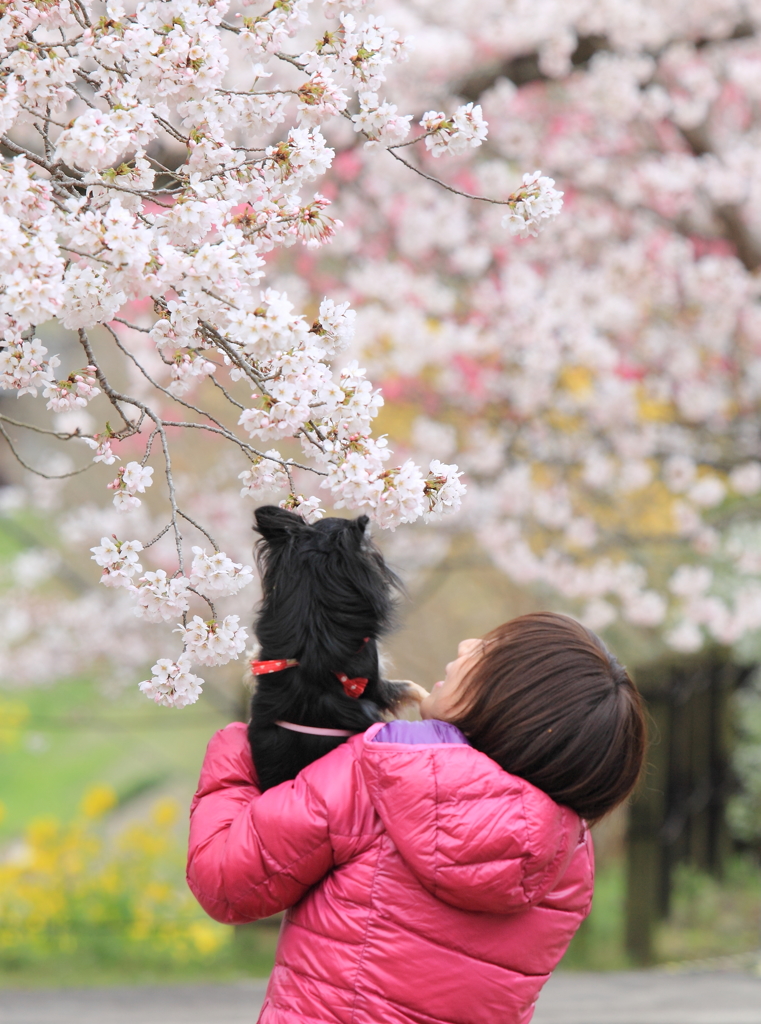 桜だよ♪