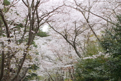 里山の桜並木